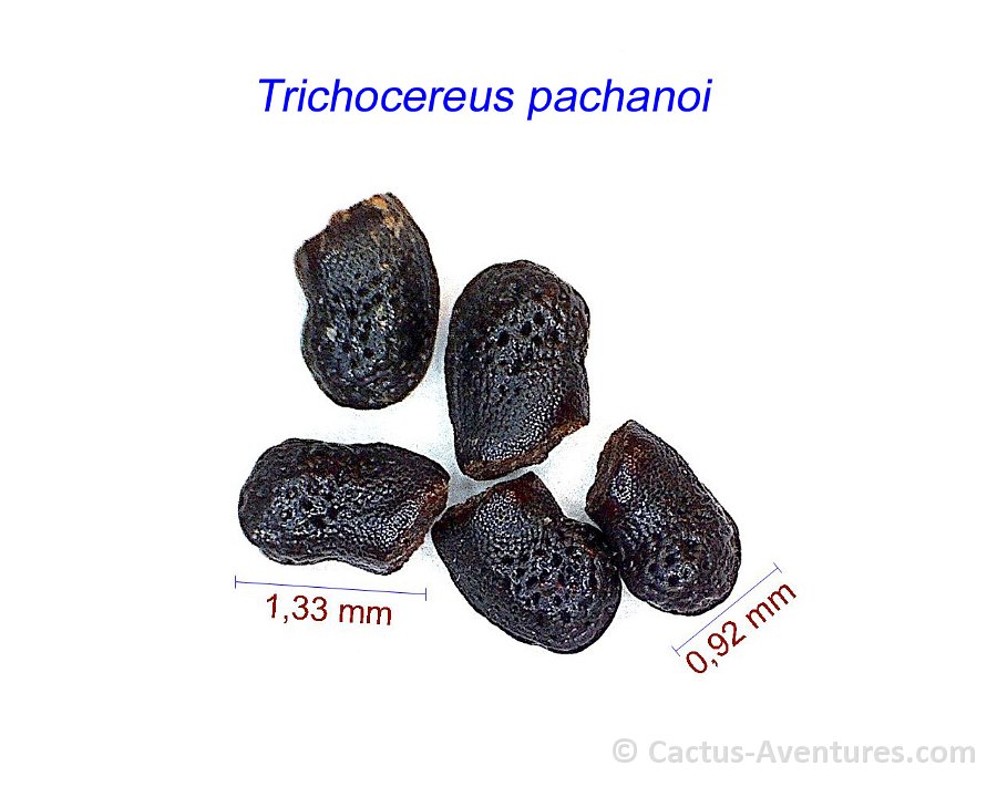 Trichocereus pachanoi